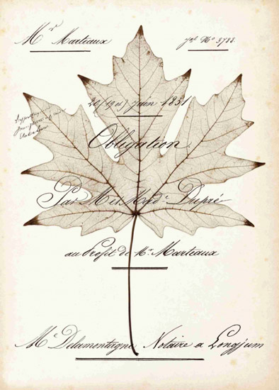 Jahrriesnge Still Life of leaf-lpf00490 