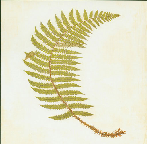 JAHRRIESNGE Floral of leaf lpf04777 