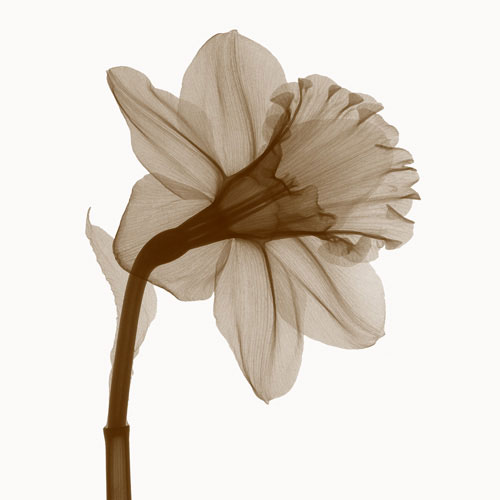 JAHRRIESNGE Floral of flowers lpf04850 