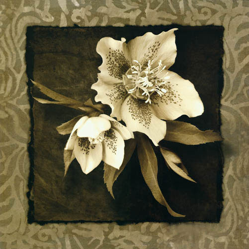 Jahrriesnge Floral of flowers lpf05471 