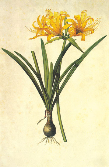 JAHRRIESNGE Floral of flowers-lpf06973 