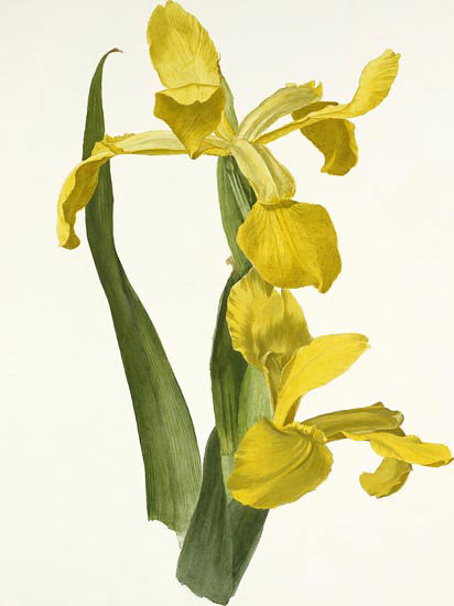 Jahrriesnge Floral of flowers-lpf06990 