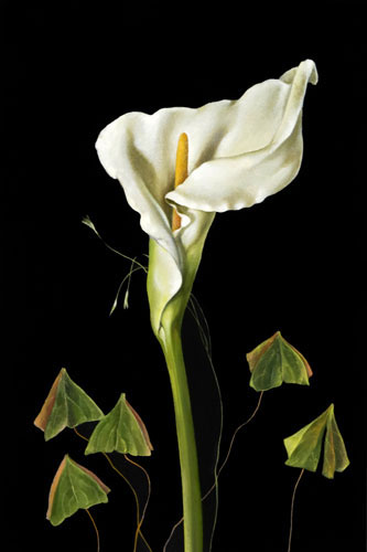 Jahrriesnge Floral of flowers-lpf07573 