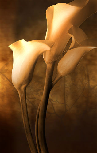 Jahrriesnge Floral of flowers-lpf07591 