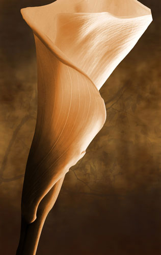 Jahrriesnge Floral of flowers-lpf07592 